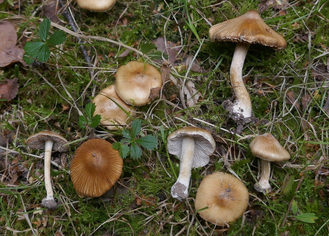 Photo © Jackie Ewan Inosperma cookei by Jackie Ewan